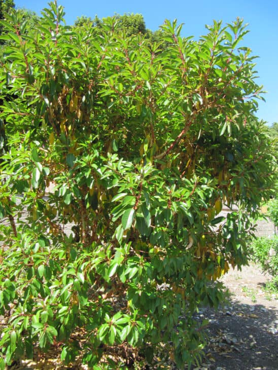Arbutus xalapensis