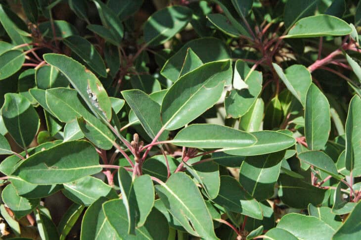 Arbutus xalapensis