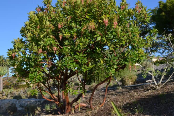 Arbutus xalapensis