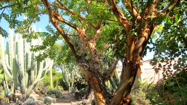 Arbutus xalapensis