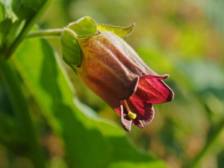 Atropa belladonna