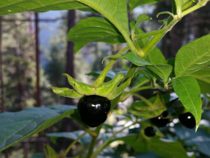 Atropa belladonna