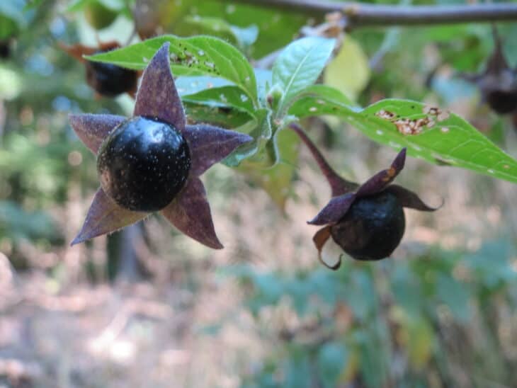 Atropa belladonna