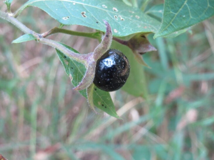 Atropa belladonna