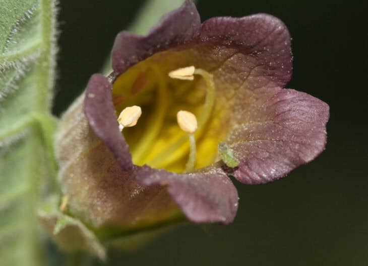 Atropa belladonna