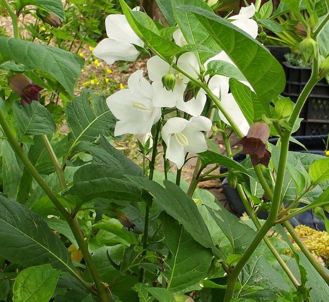 Atropa belladonna