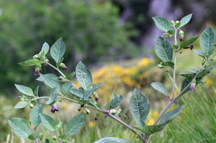 Atropa belladonna