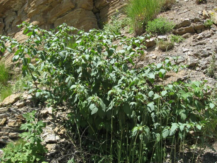 Atropa belladonna