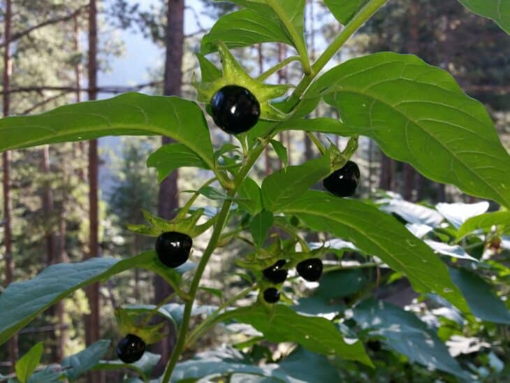 Atropa belladonna