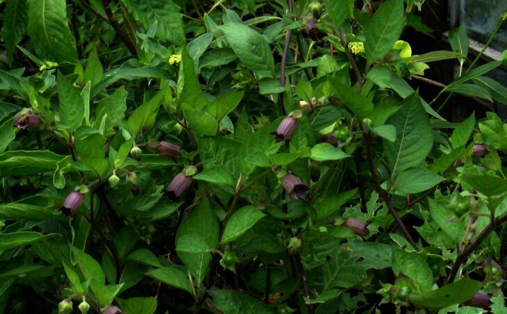 Atropa belladonna
