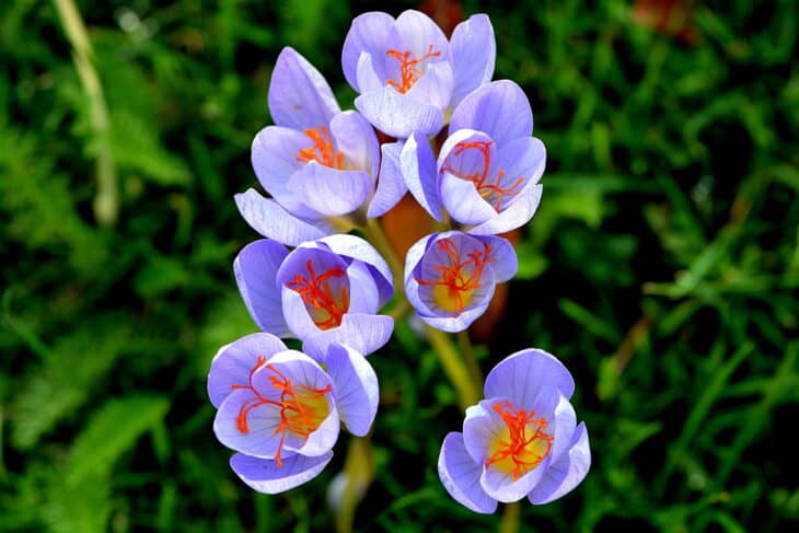 Autumn Crocus (Colchicum autumnale)