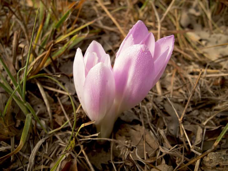 Autumn Crocus (Colchicum autumnale)
