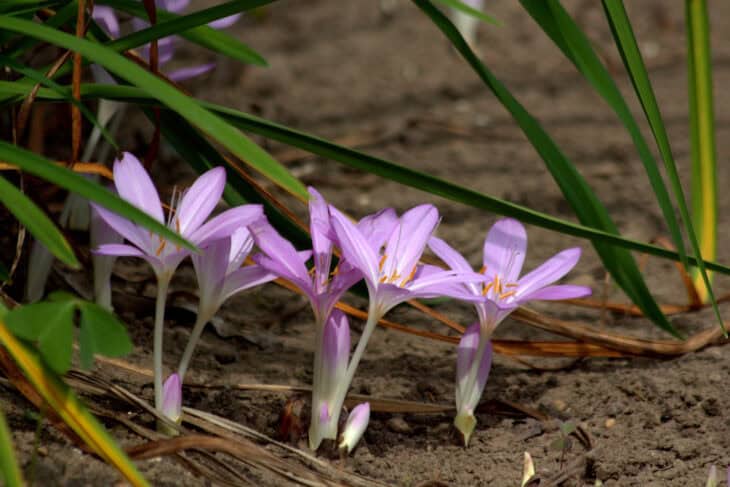 Autumn Crocus (Colchicum autumnale)