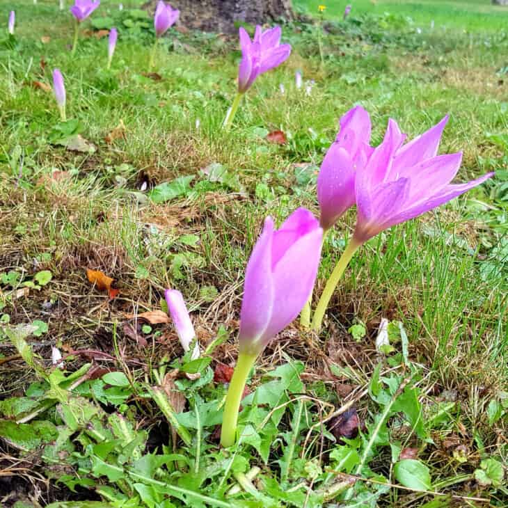 Autumn Crocus (Colchicum autumnale)