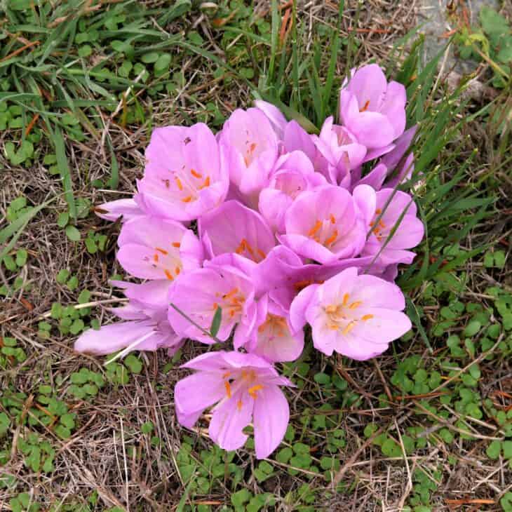 Autumn Crocus (Colchicum autumnale)