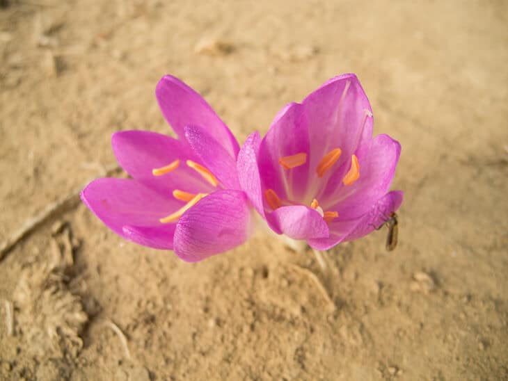 Autumn Crocus (Colchicum autumnale)