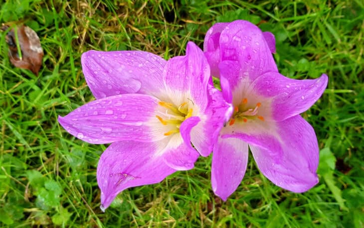 Autumn Crocus (Colchicum autumnale)