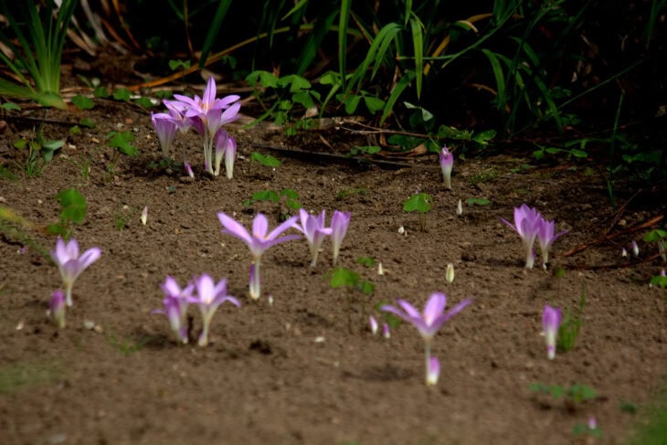 Autumn Crocus (Colchicum autumnale)