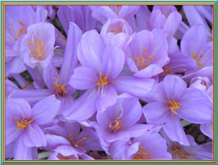 Autumn Crocus (Colchicum autumnale)