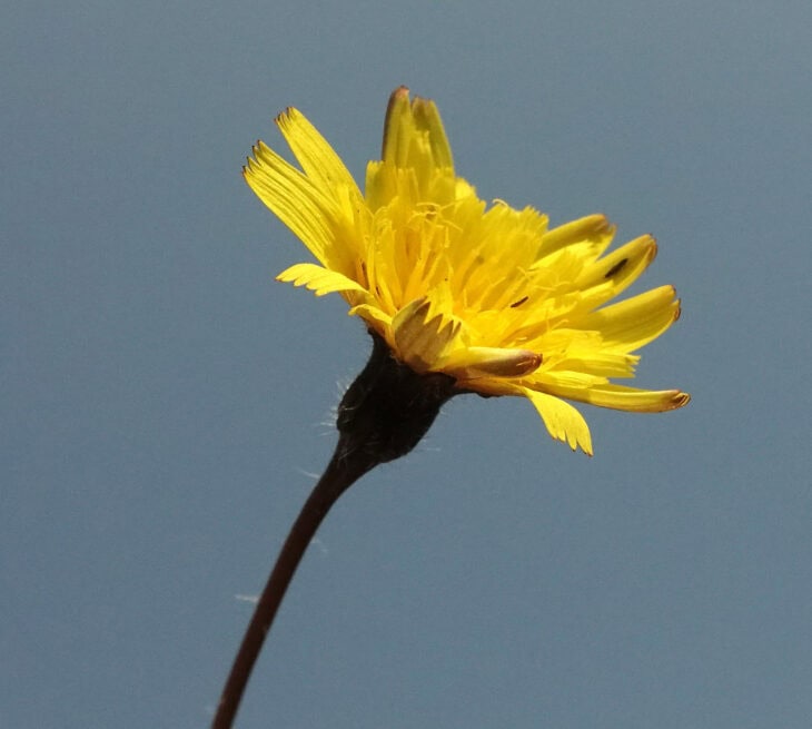 Autumn Hawkbit (Scorzoneroides autumnalis)