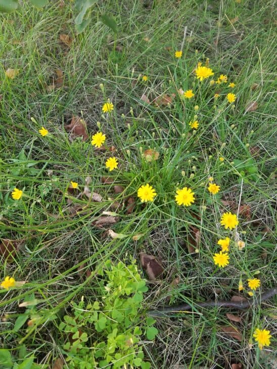 Autumn Hawkbit (Scorzoneroides autumnalis)