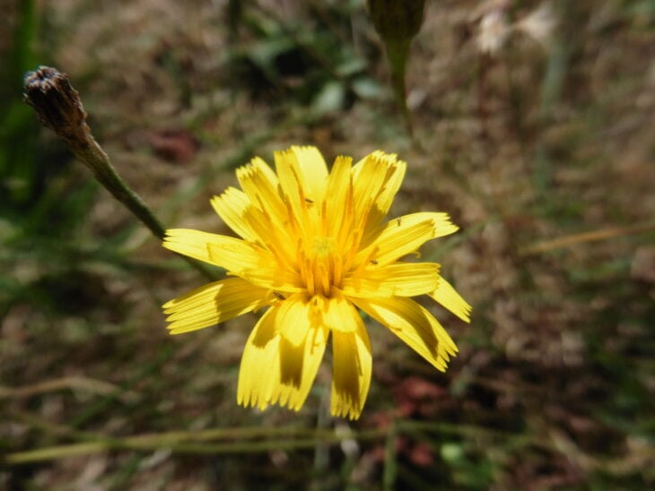 Autumn Hawkbit (Scorzoneroides autumnalis)