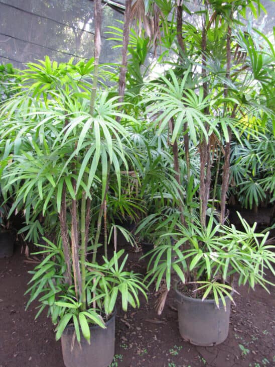 Bamboo Palm (Rhapis excelsa)