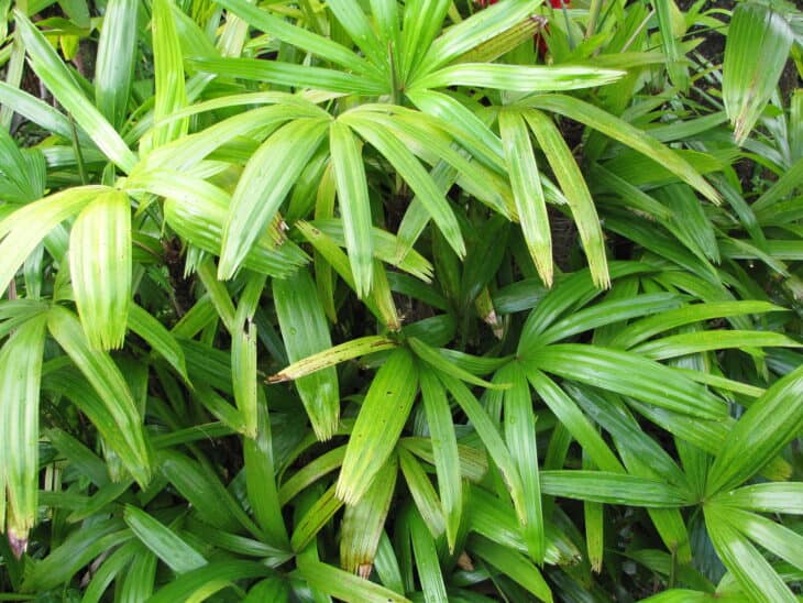 Bamboo Palm (Rhapis excelsa)