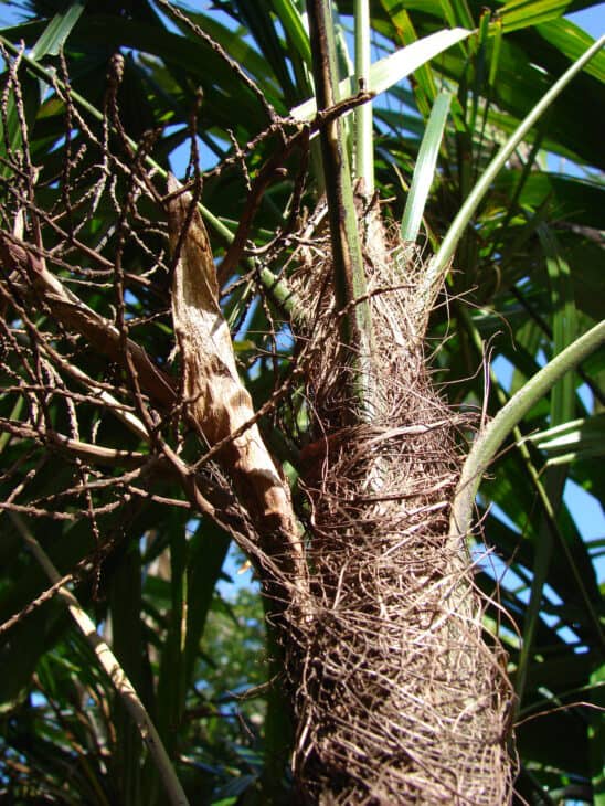 Bamboo Palm (Rhapis excelsa)