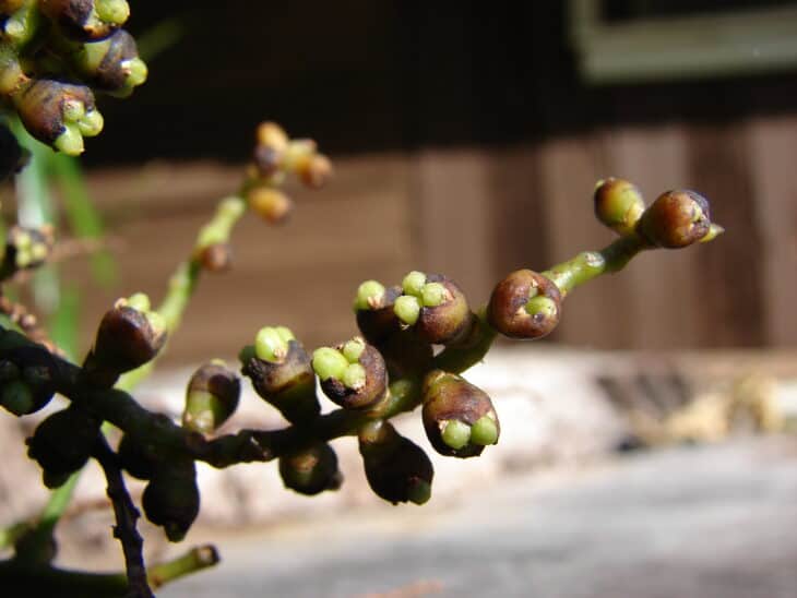 Bamboo Palm (Rhapis excelsa)