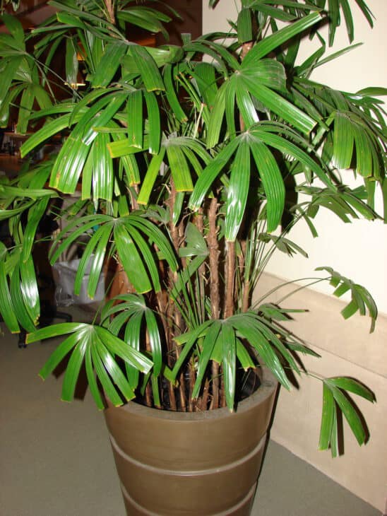 Bamboo Palm (Rhapis excelsa)