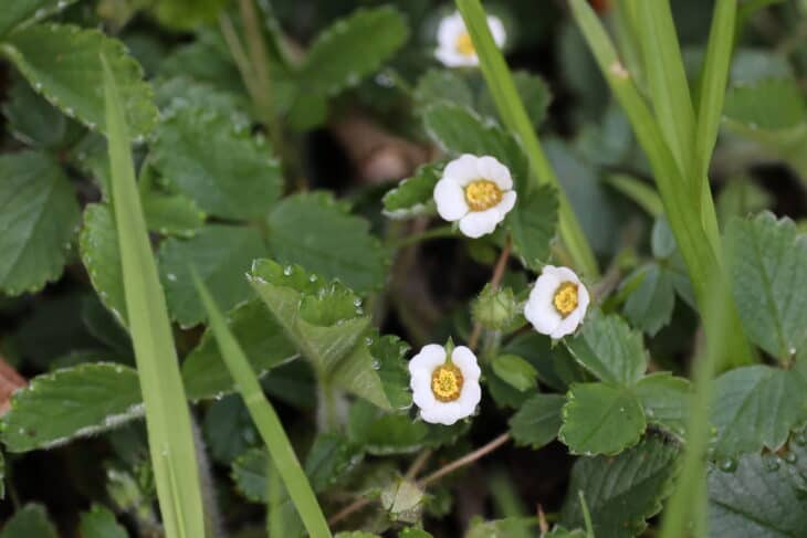 Barren Strawberry (Potentilla sterilis)
