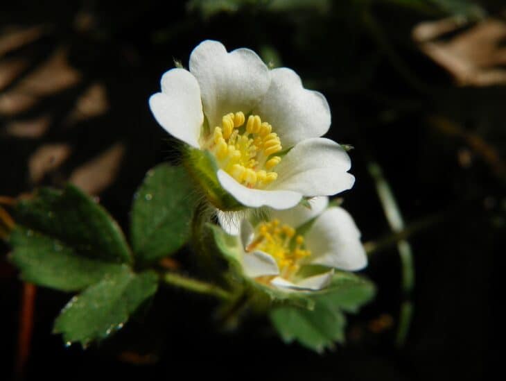 Barren Strawberry (Potentilla sterilis)