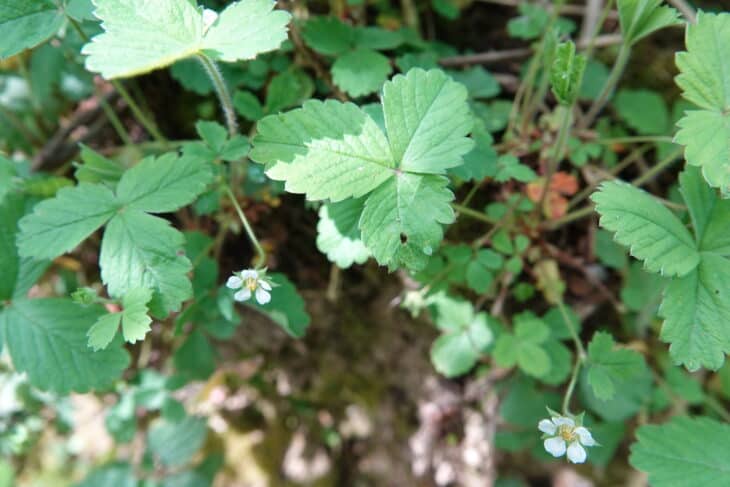 Barren Strawberry (Potentilla sterilis)