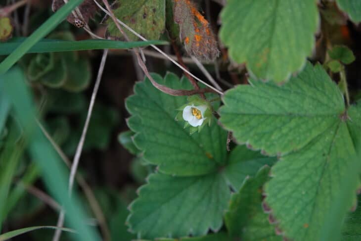 Barren Strawberry (Potentilla sterilis)