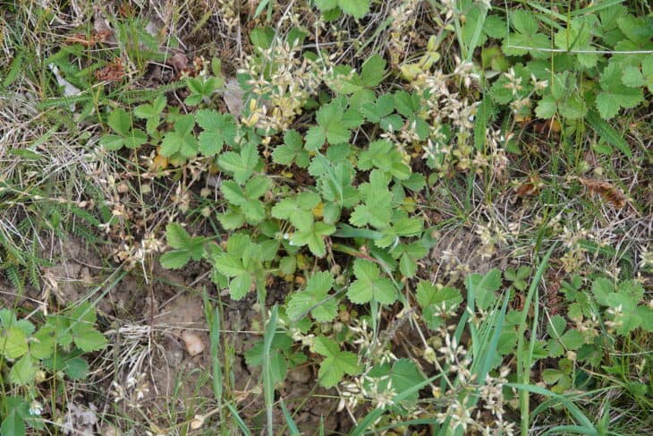 Barren Strawberry (Potentilla sterilis)