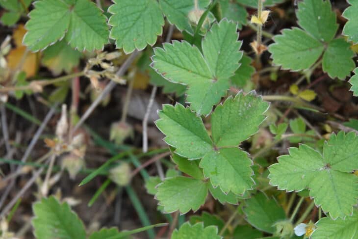 Barren Strawberry (Potentilla sterilis)