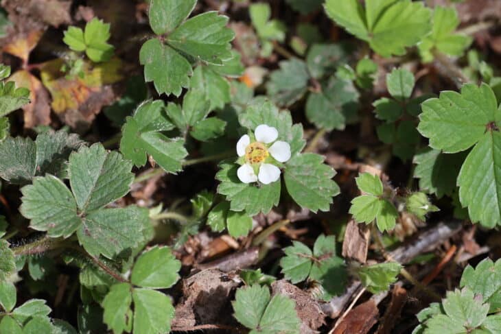 Barren Strawberry (Potentilla sterilis)