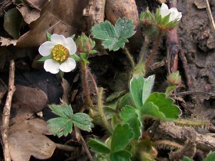 Barren Strawberry (Potentilla sterilis)