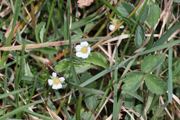 Barren Strawberry (Potentilla sterilis)