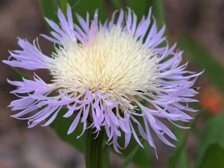 Basket Flower (Centaurea americana)
