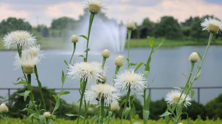 Basket Flower (Centaurea americana)