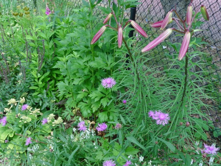 Basket Flower (Centaurea americana)