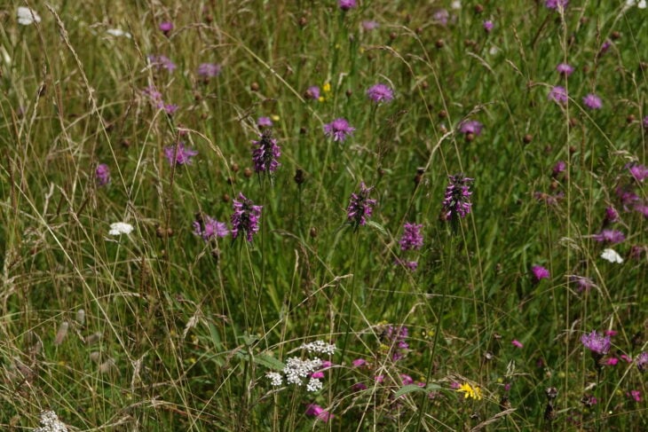 Betonica officinalis
