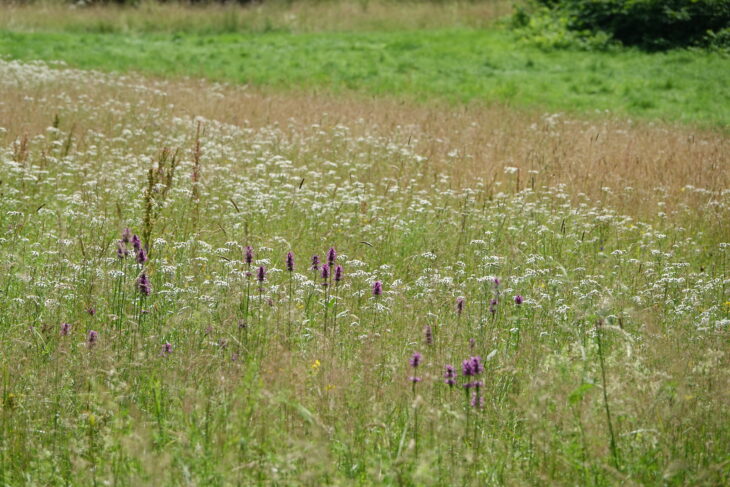 Betonica officinalis