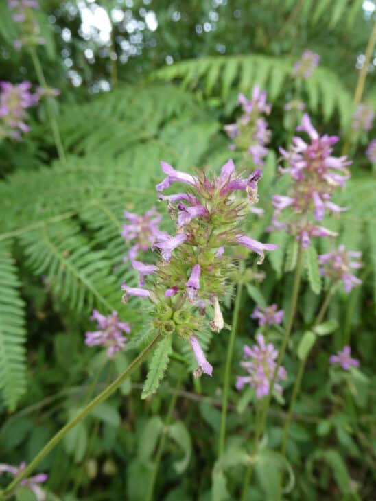 Betonica officinalis
