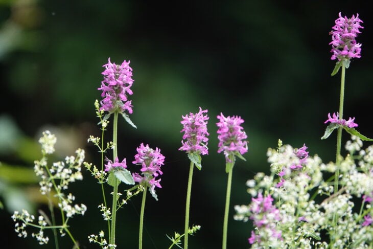 Betonica officinalis