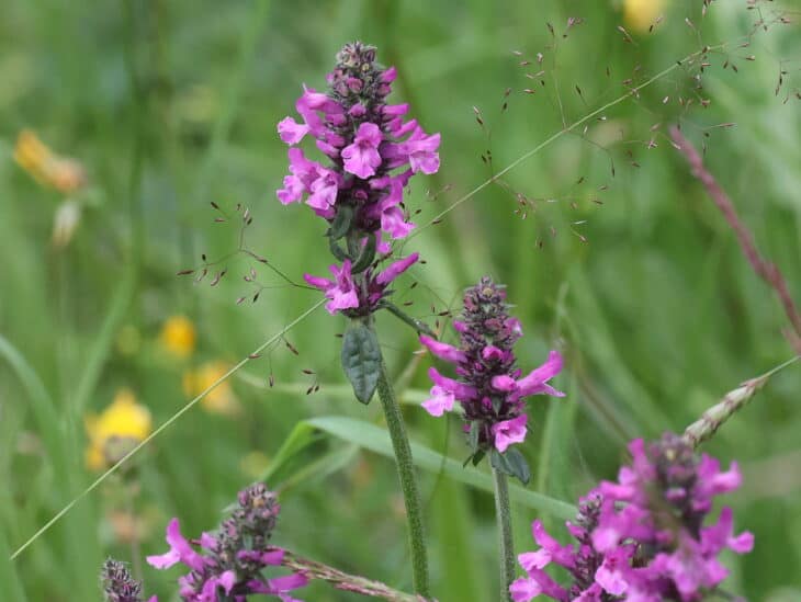 Betonica officinalis