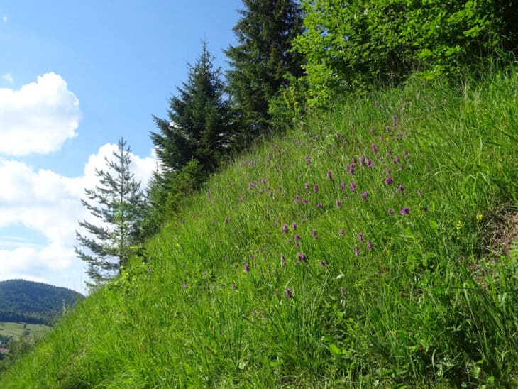 Betonica officinalis