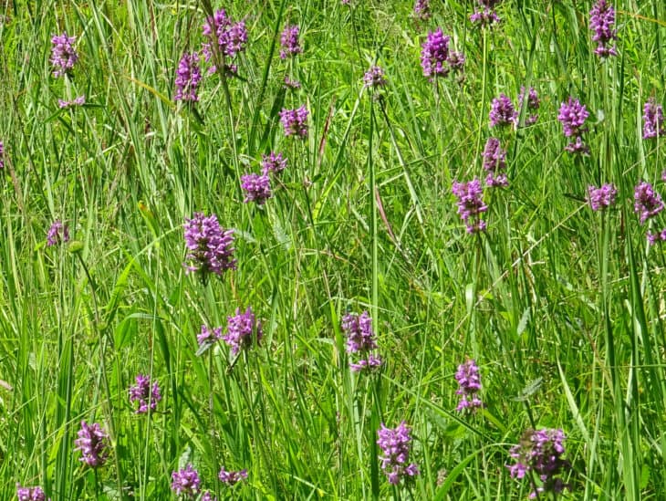 Betonica officinalis